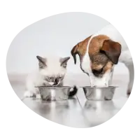 small 07 pet food 1 400x400